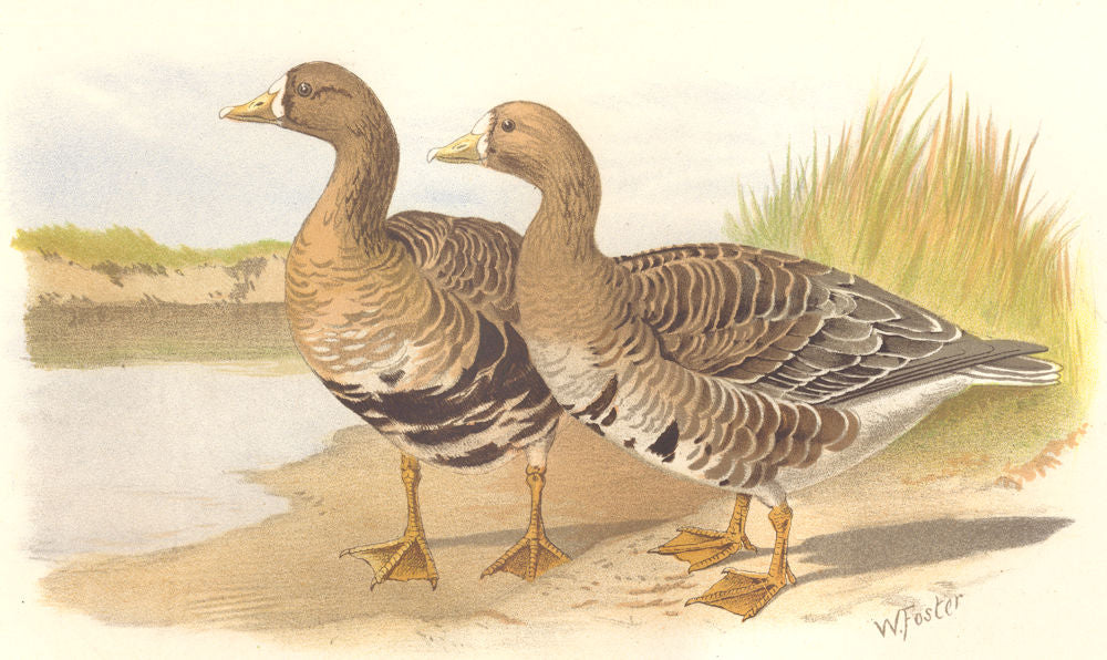 INDIAN GAME BIRDS. White-Fronted Goose (Anser Albifrons). Chromolitho. FINN 1915